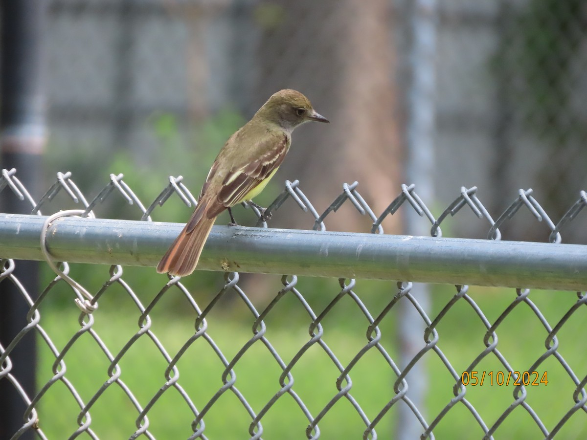 Great Crested Flycatcher - ML618774245