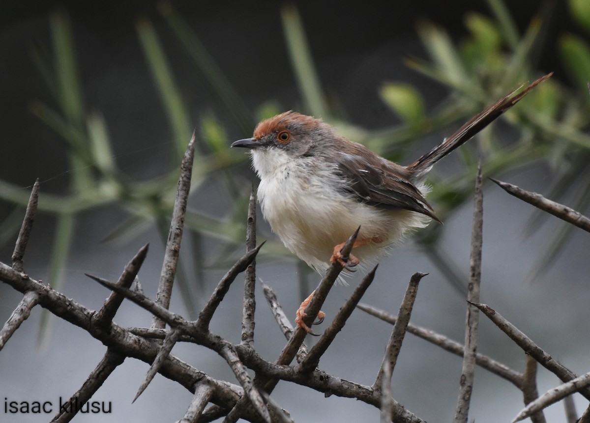 Red-fronted Prinia - ML618774263