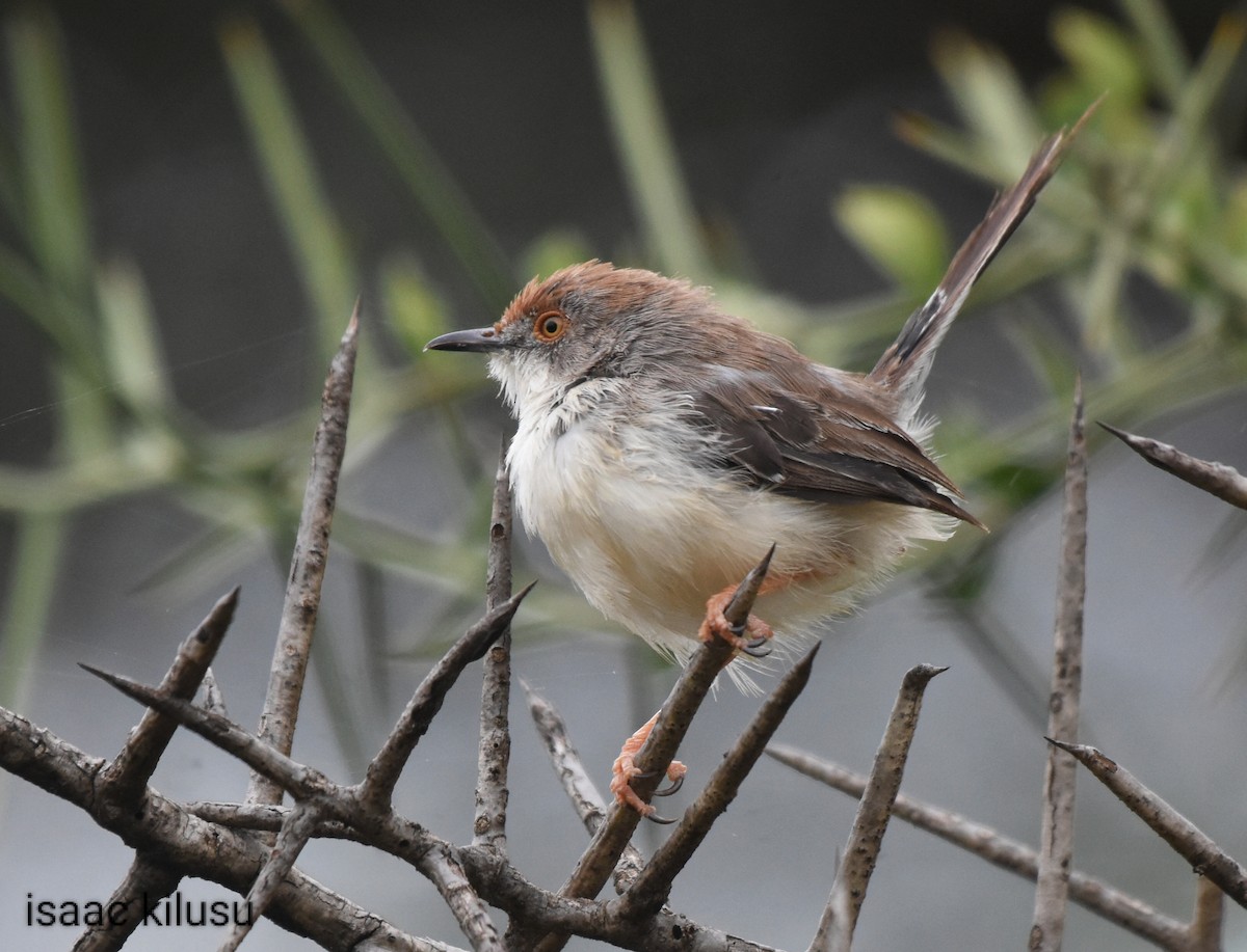 Red-fronted Prinia - ML618774264