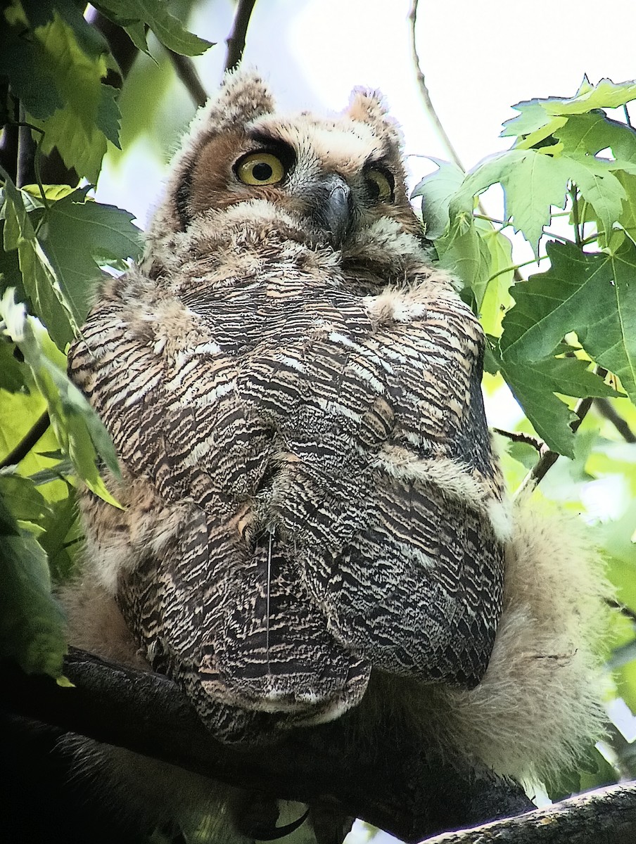 Great Horned Owl - ML618774278