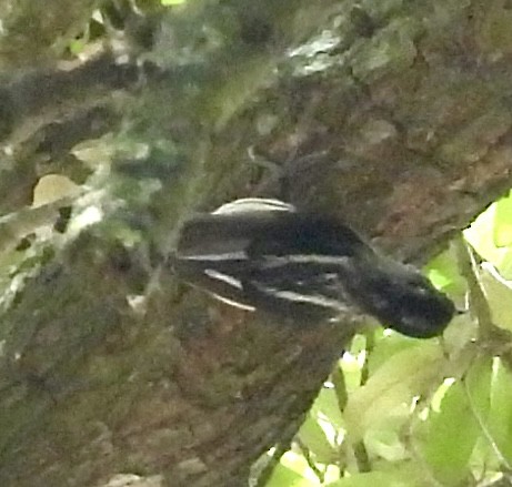 Black-and-white Warbler - ML618774283