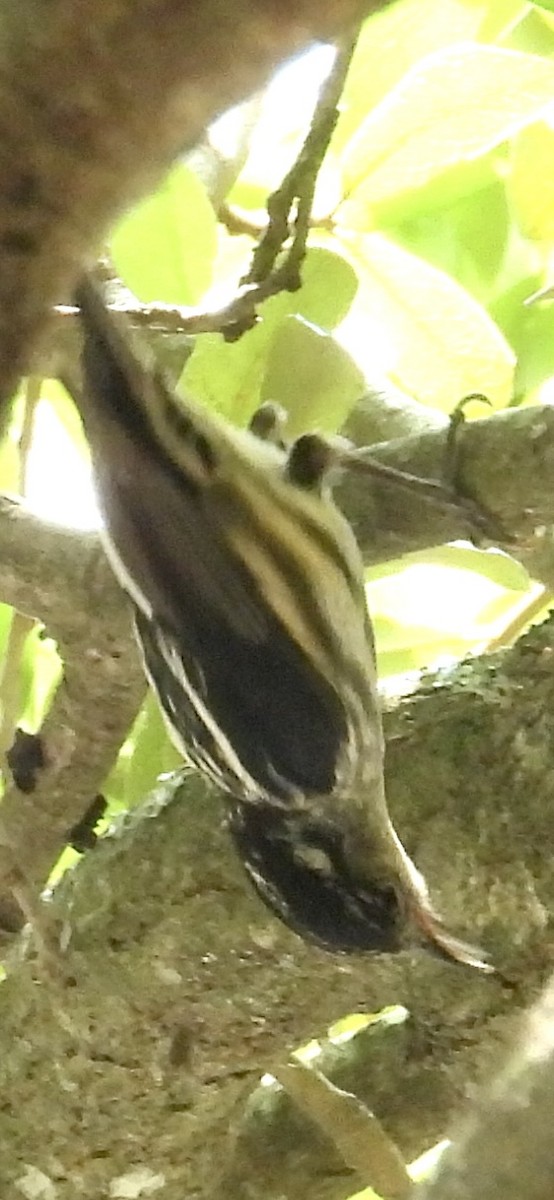 Black-and-white Warbler - ML618774284
