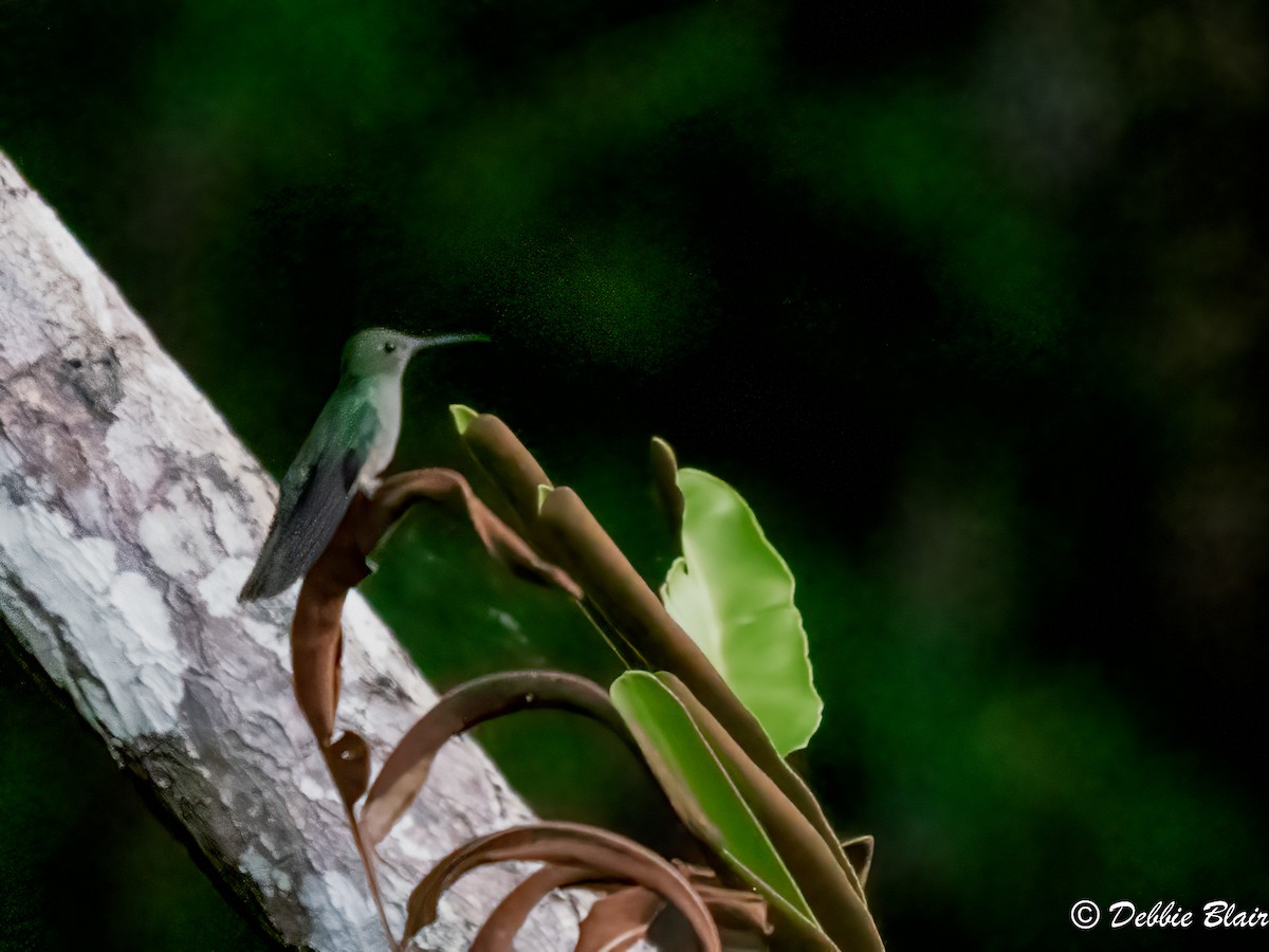 Mangrove Hummingbird - ML618774286