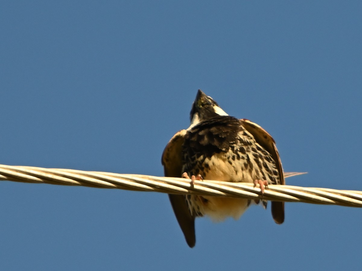Spanish Sparrow - Manuel Espenica