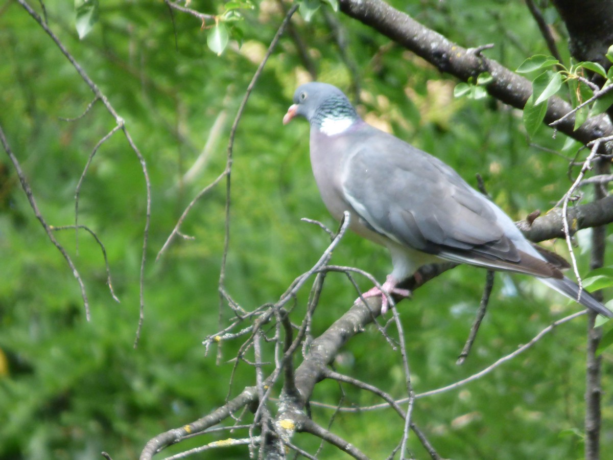 Common Wood-Pigeon - ML618774327