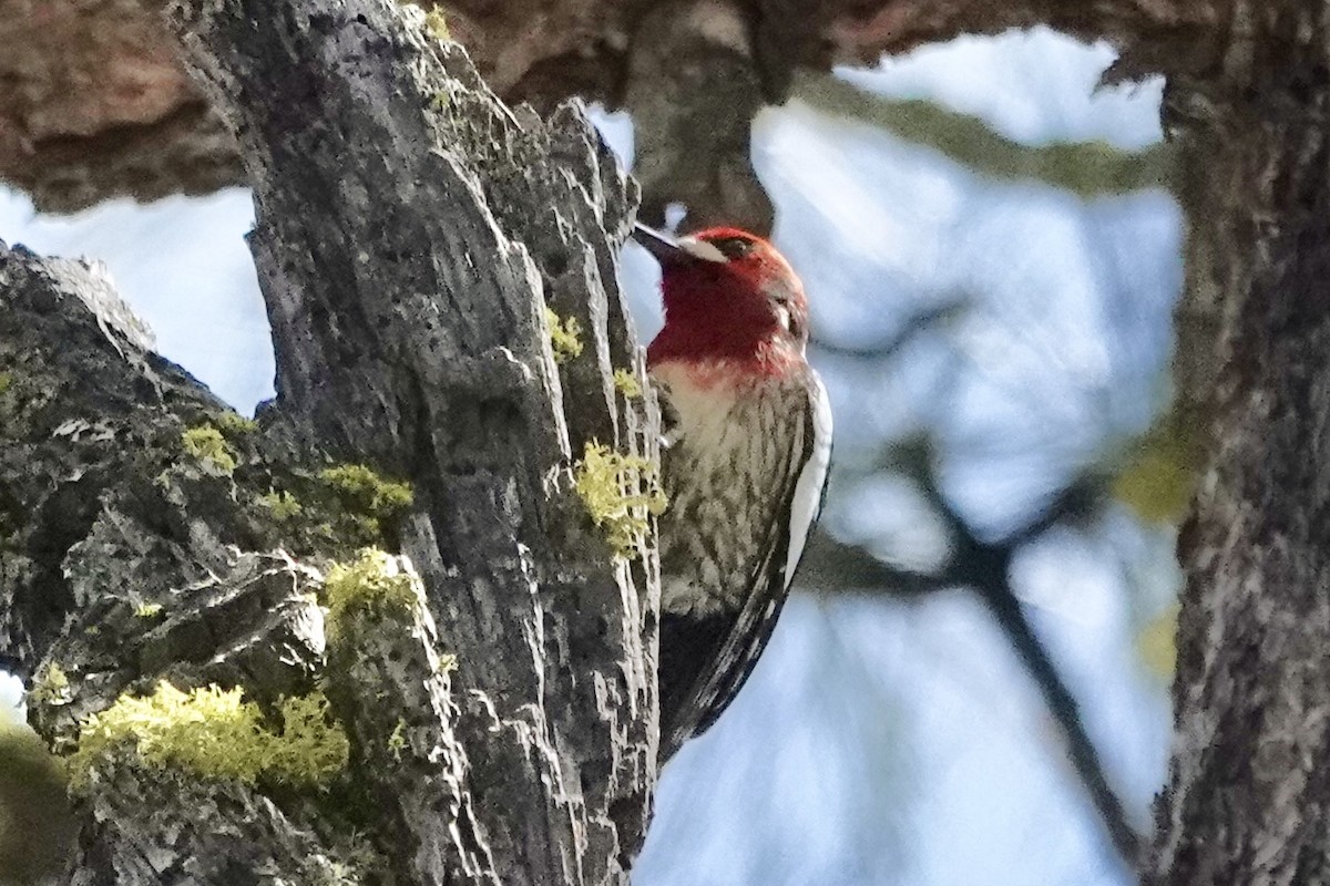 Red-breasted Sapsucker - ML618774334