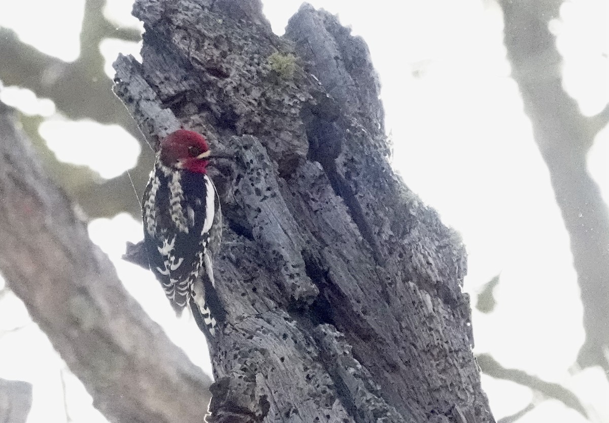 Red-breasted Sapsucker - ML618774336