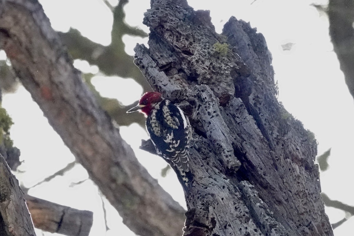 Red-breasted Sapsucker - ML618774337