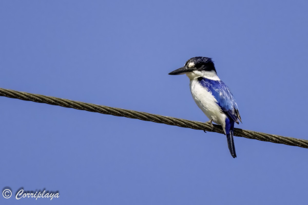 Forest Kingfisher - ML618774339