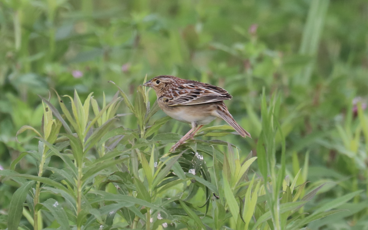 Grasshopper Sparrow - James Wheat