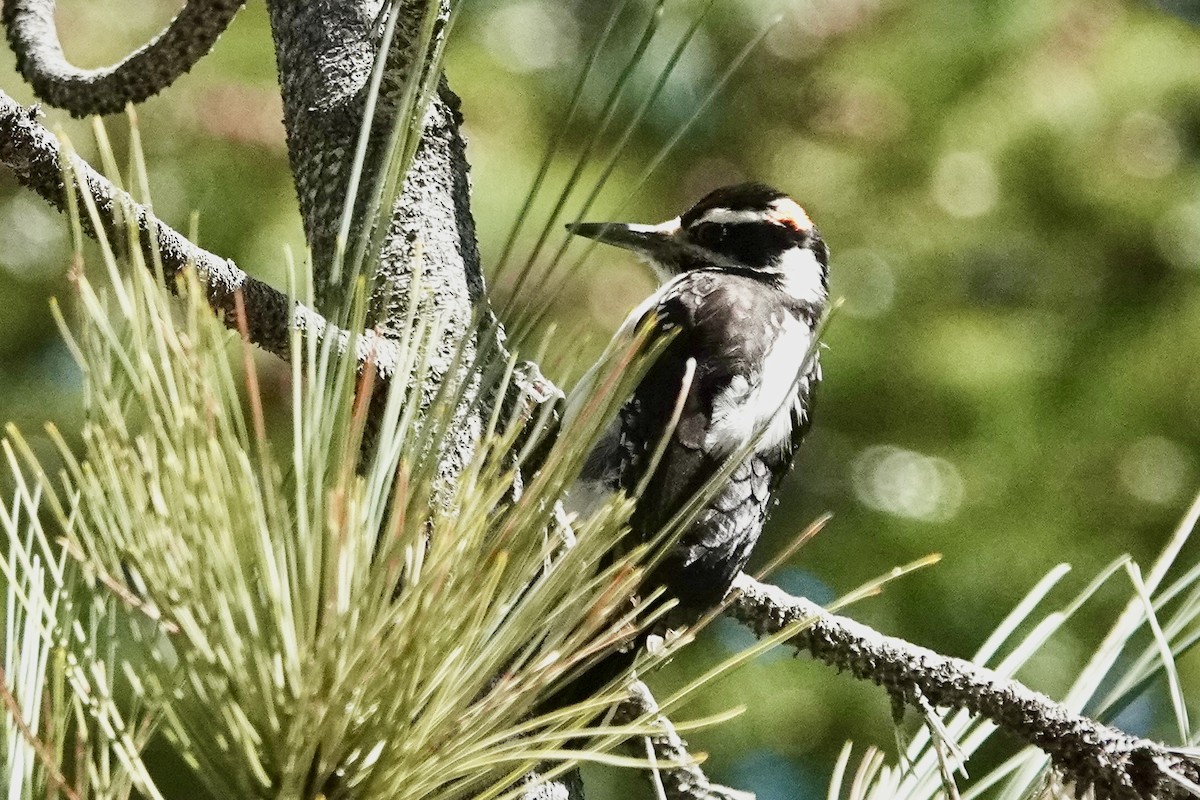 Hairy Woodpecker - Susan Goodrich
