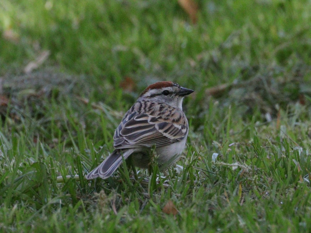 Chipping Sparrow - ML618774379