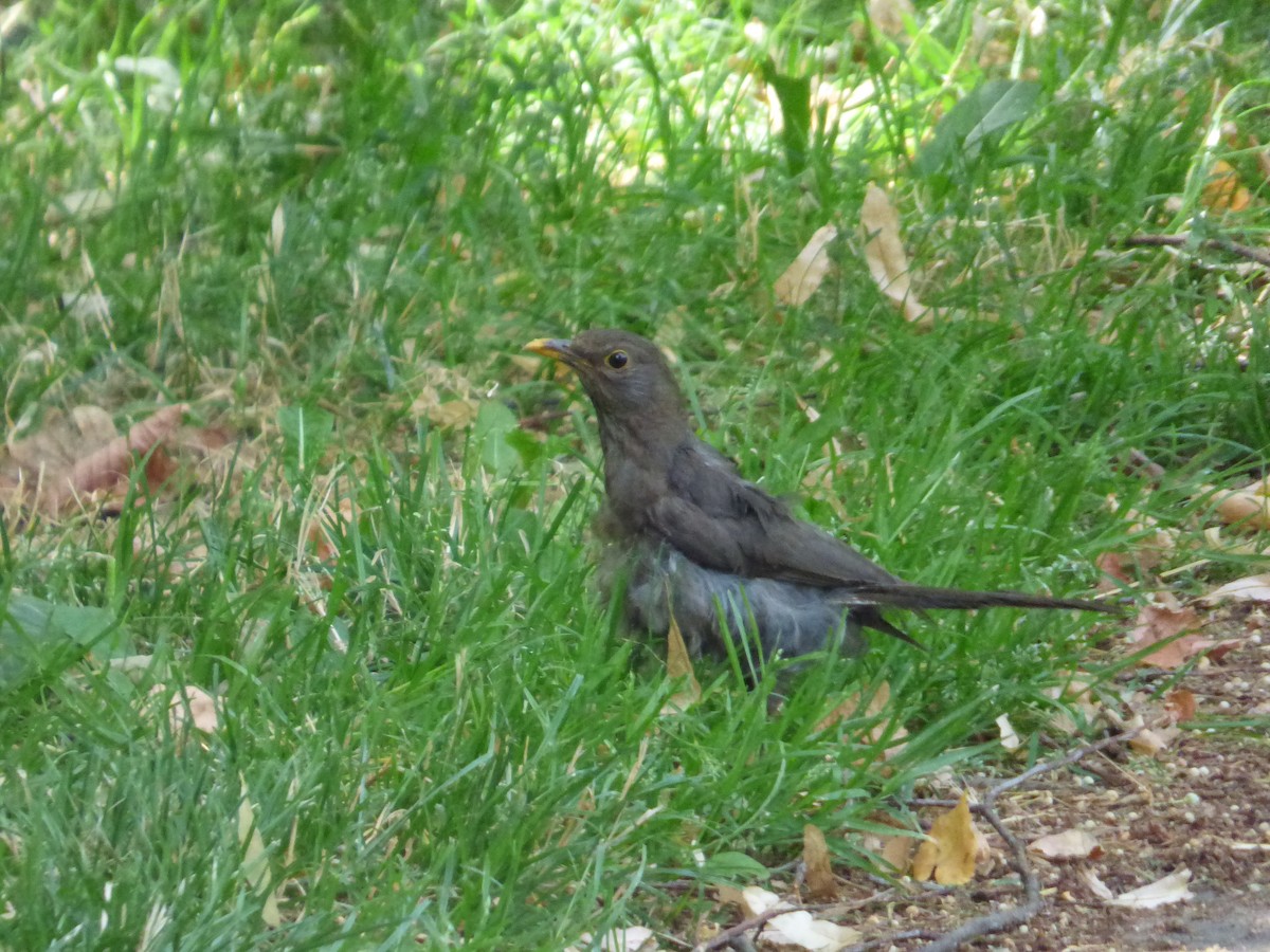 Eurasian Blackbird - ML618774392