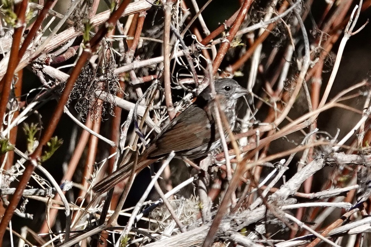 Fox Sparrow (Thick-billed) - ML618774416