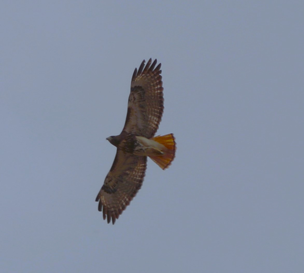 Red-tailed Hawk - ML618774417