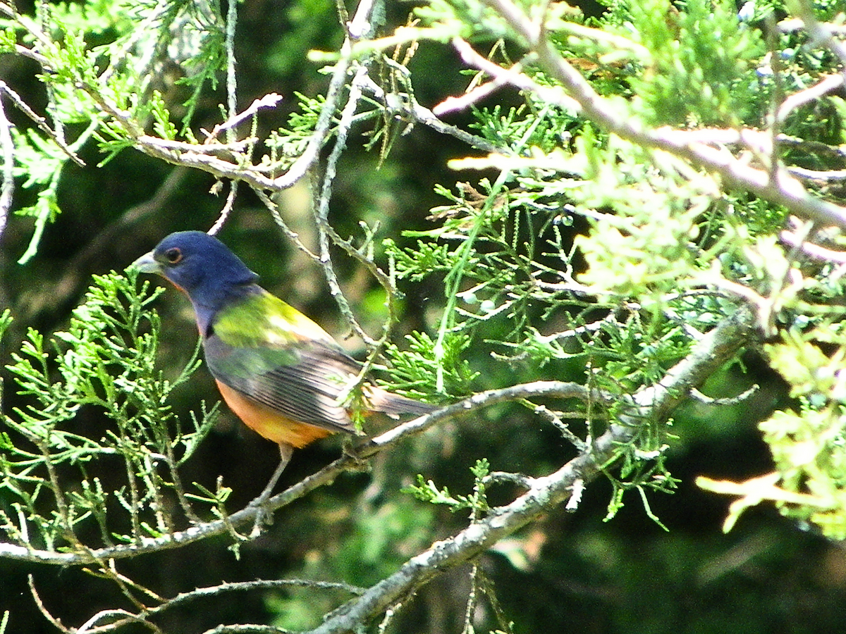 Painted Bunting - Khloe Campbell