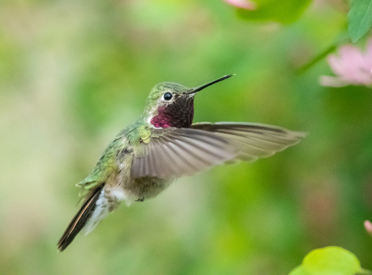 Broad-tailed Hummingbird - ML618774494
