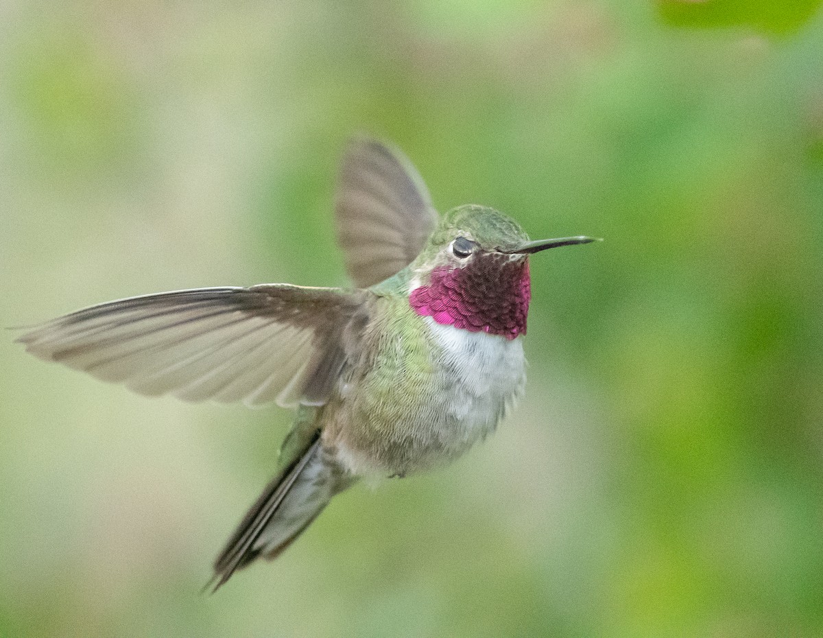 Broad-tailed Hummingbird - Ethan Cleveland