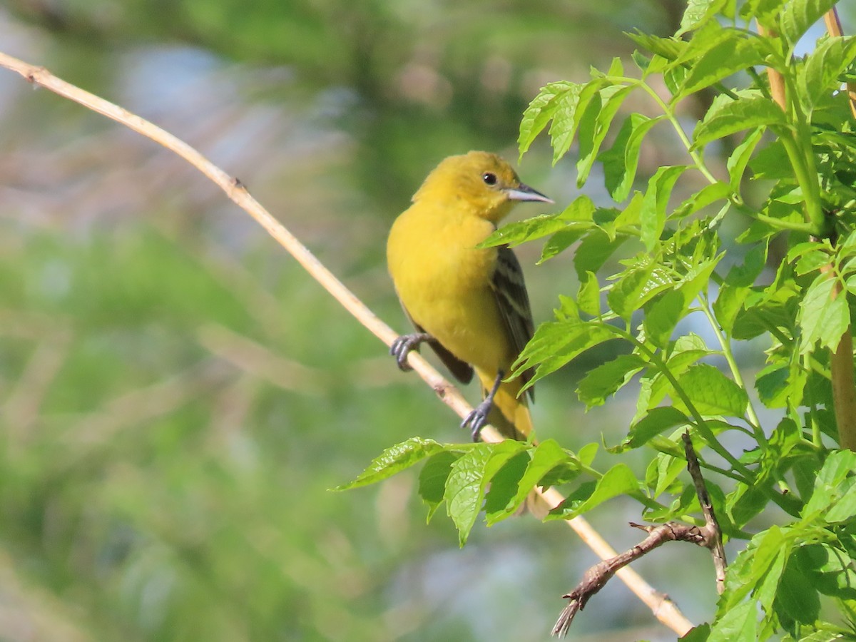 Orchard Oriole - ML618774504