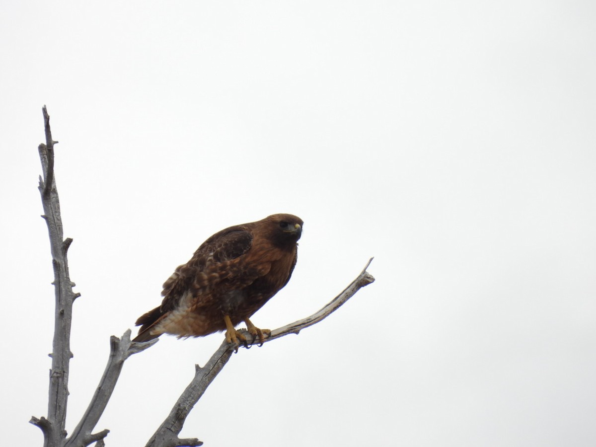 Red-tailed Hawk - Jackson Aanerud