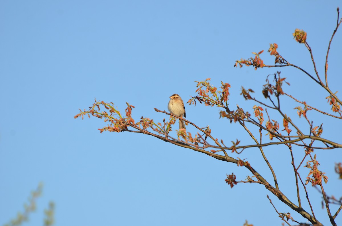 Clay-colored Sparrow - ML618774509