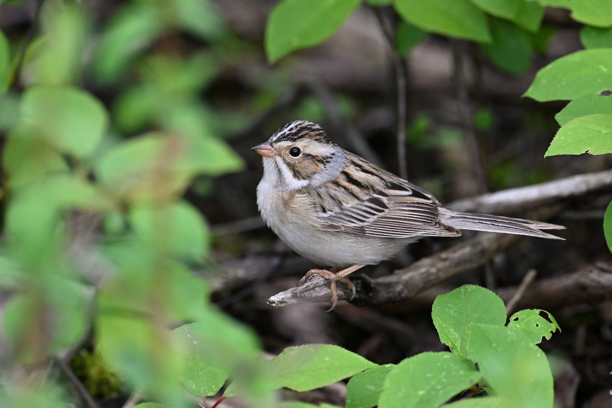 Clay-colored Sparrow - ML618774518