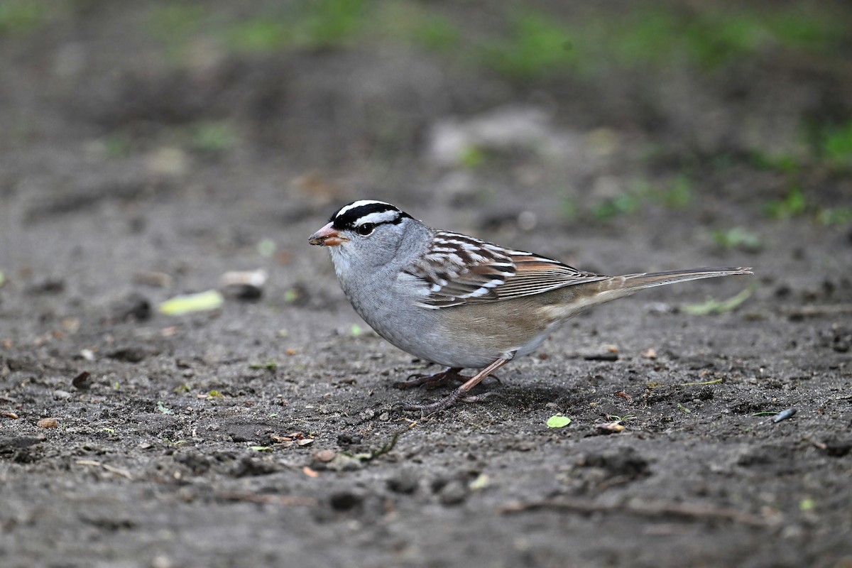 White-crowned Sparrow - ML618774533