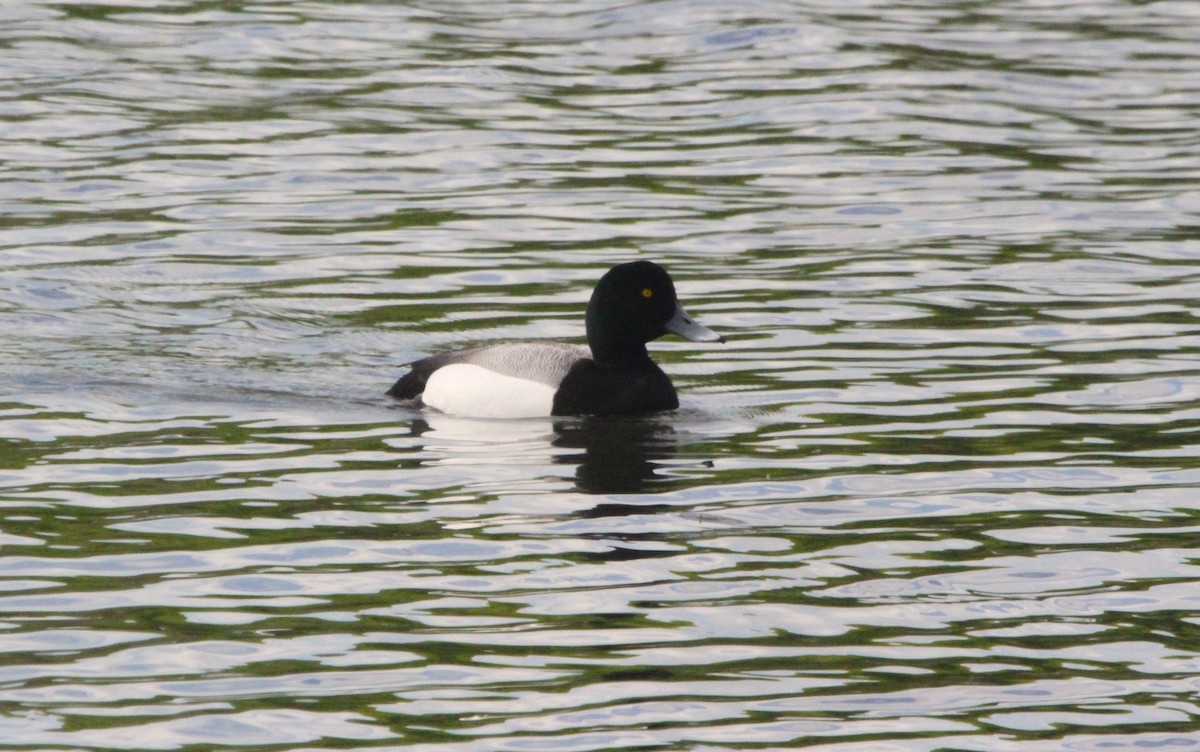 Greater Scaup - ML618774565