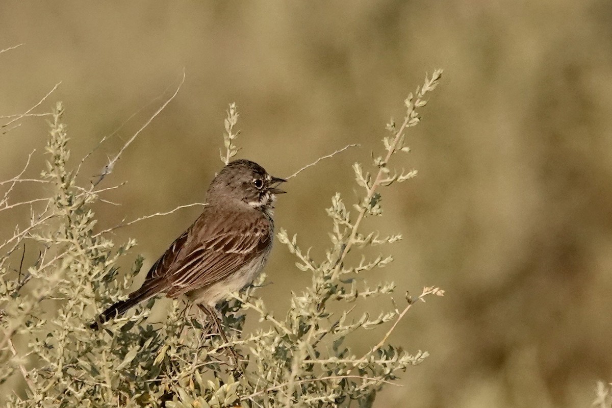 Bell's Sparrow - Susan Goodrich