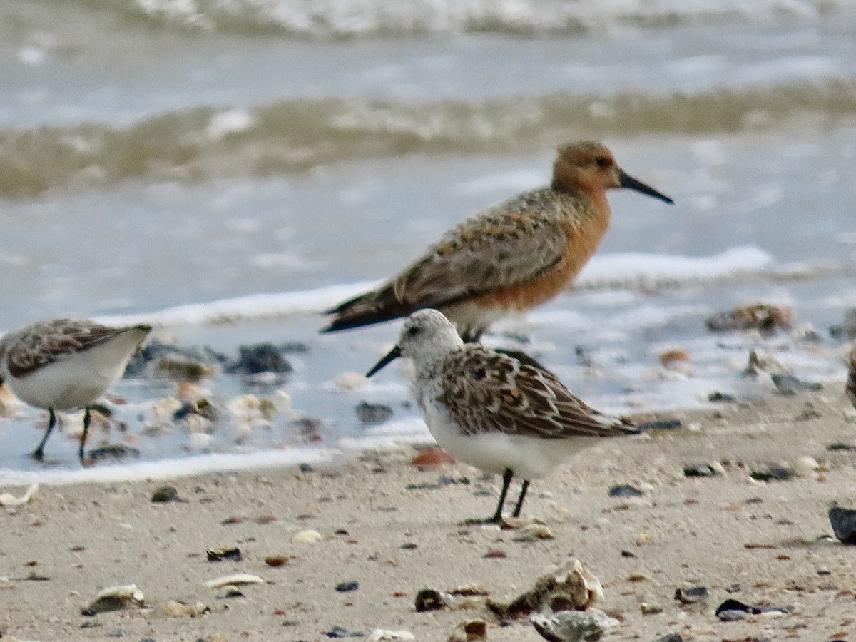 Red Knot - ML618774569