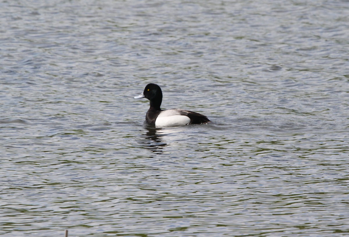 Greater Scaup - ML618774580