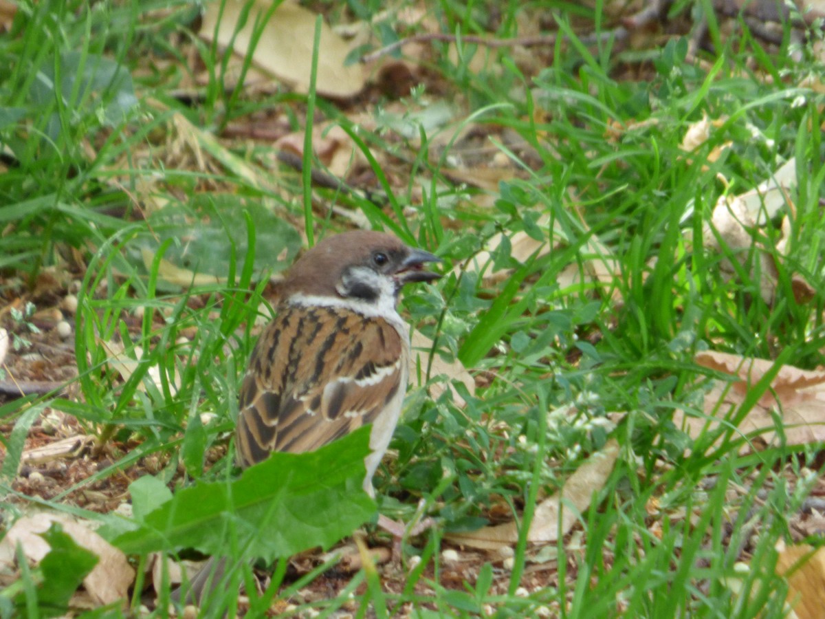 Eurasian Tree Sparrow - ML618774605