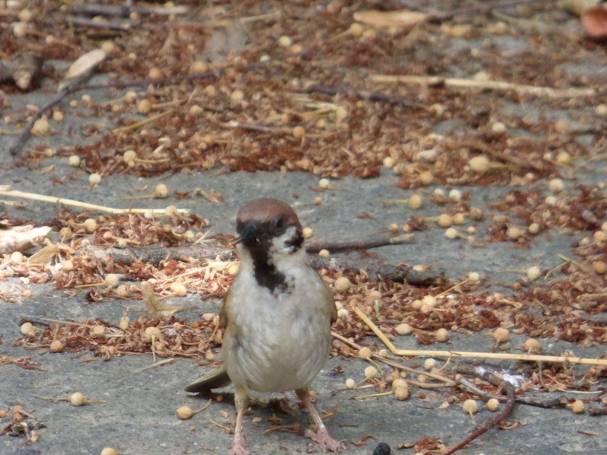 Eurasian Tree Sparrow - ML618774606