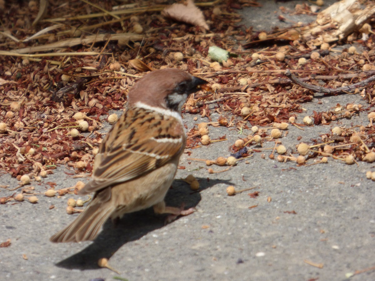 Eurasian Tree Sparrow - ML618774607
