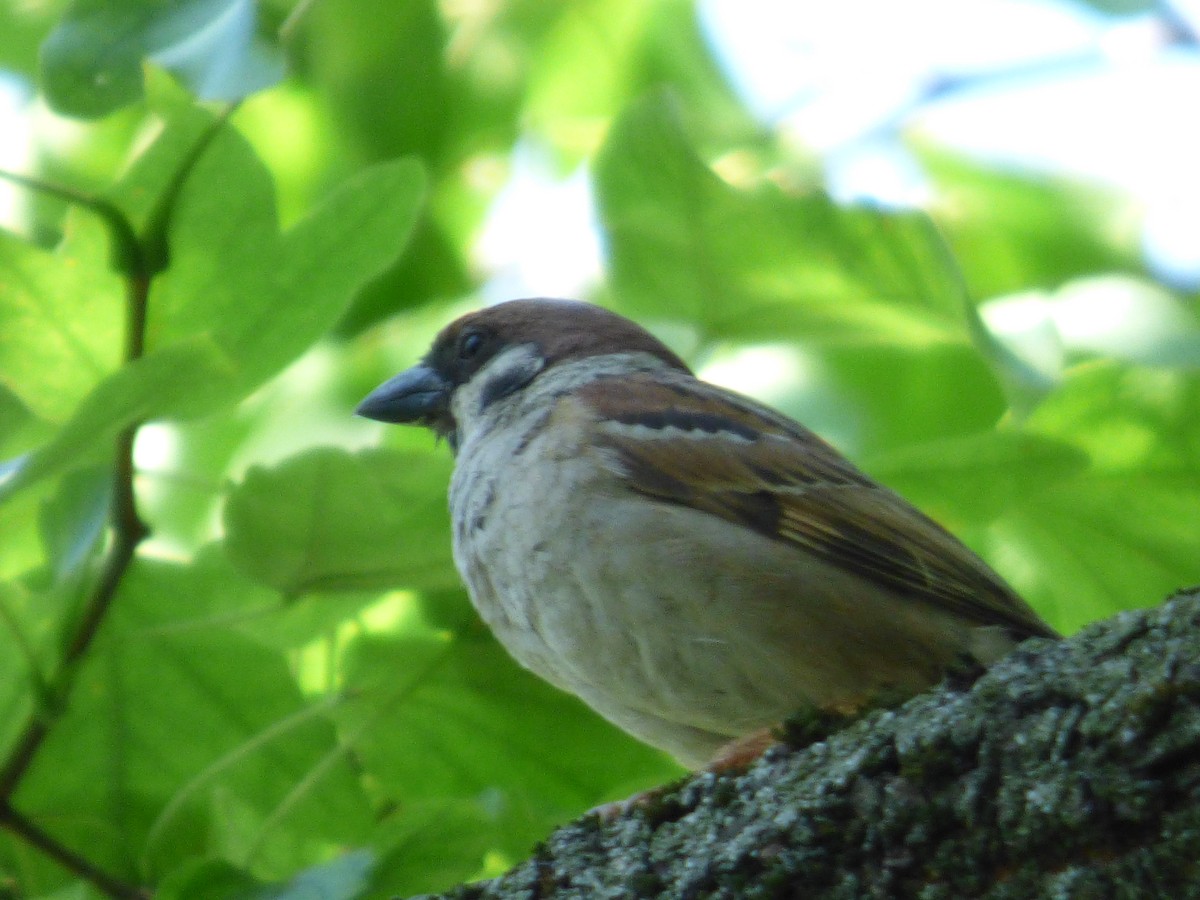 Eurasian Tree Sparrow - ML618774616