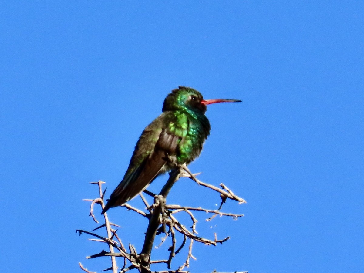 Broad-billed Hummingbird - ML618774619