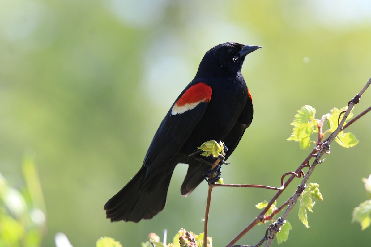 Red-winged Blackbird - ML618774652