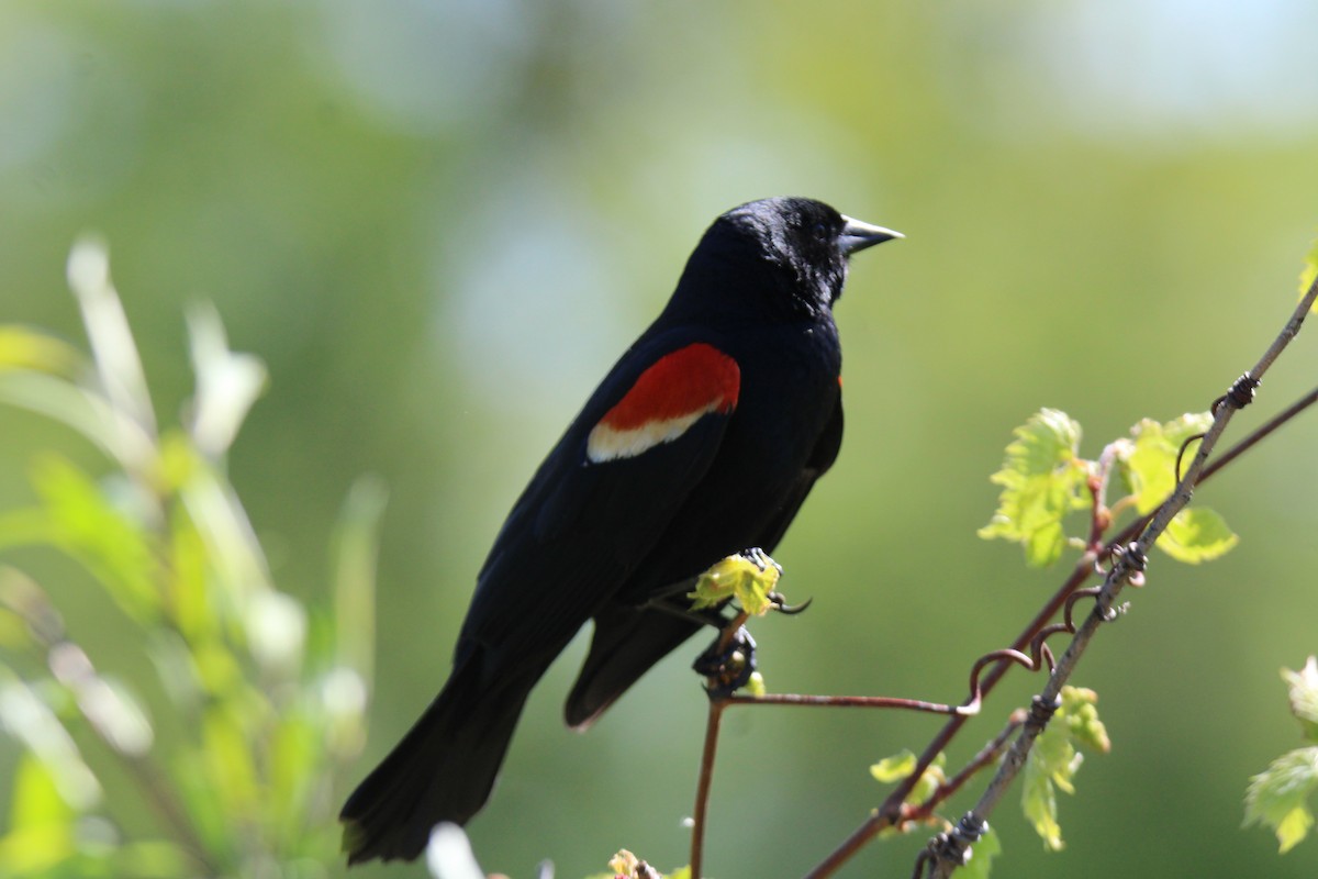 Red-winged Blackbird - Gene Glover