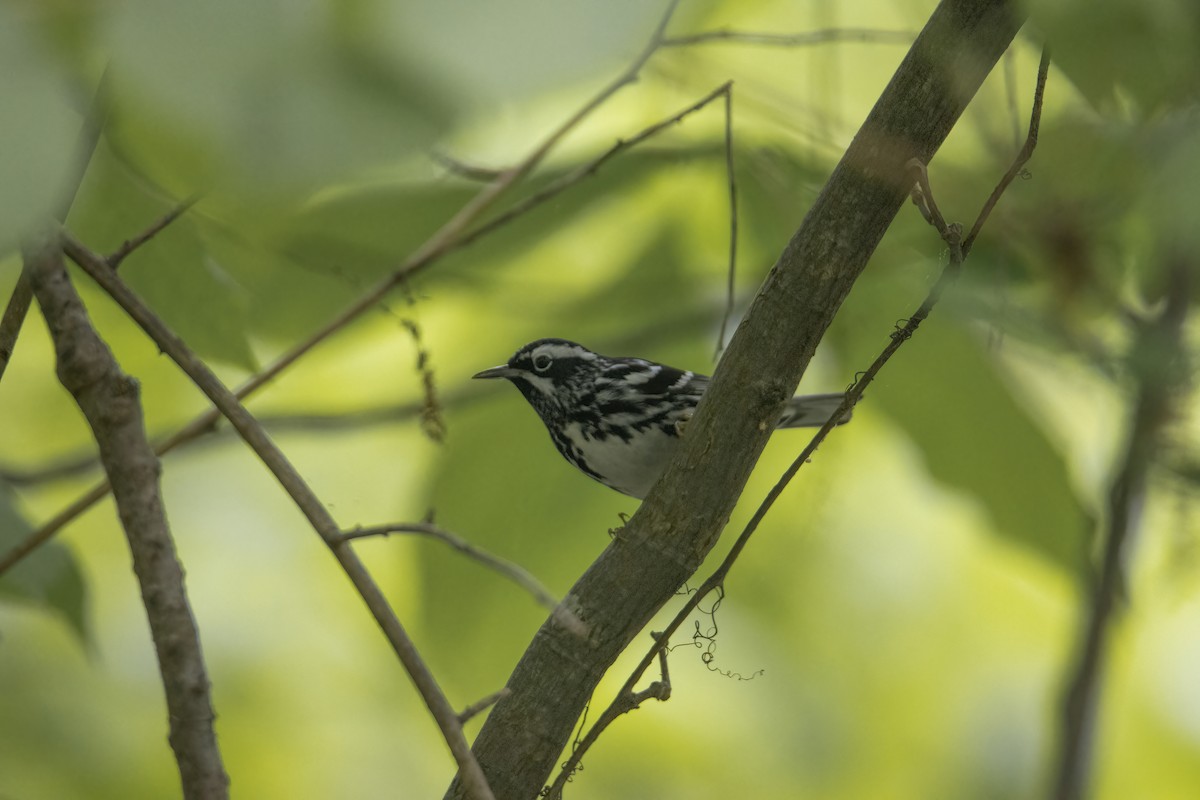 Black-and-white Warbler - ML618774704