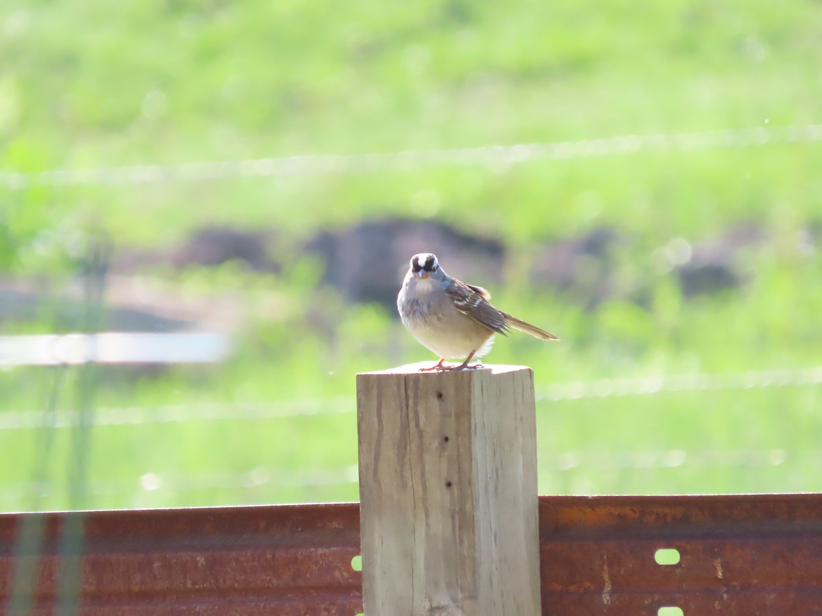 White-crowned Sparrow - ML618774712