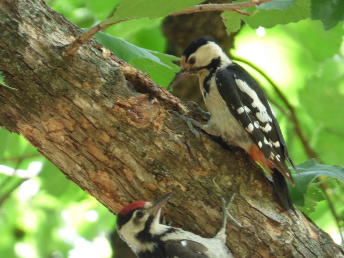 Syrian Woodpecker - ML618774735