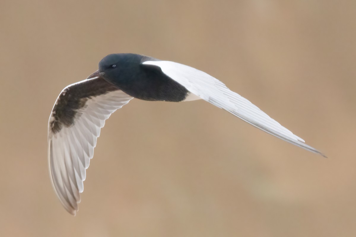 White-winged Tern - ML618774750