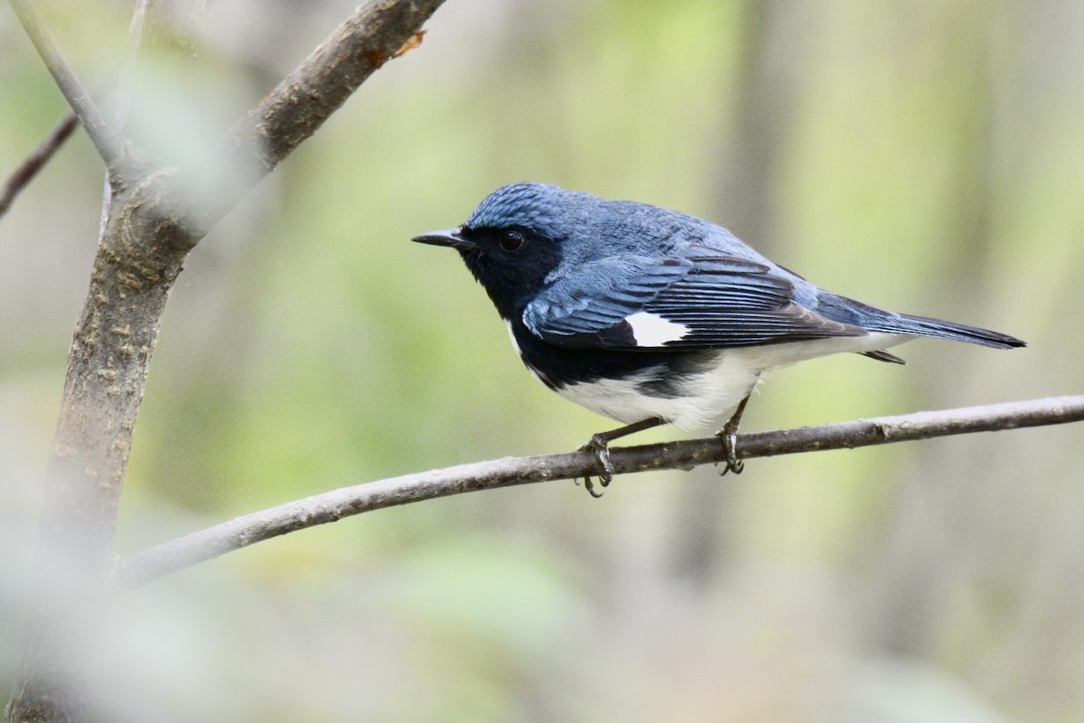 Black-throated Blue Warbler - Jax Nasimok