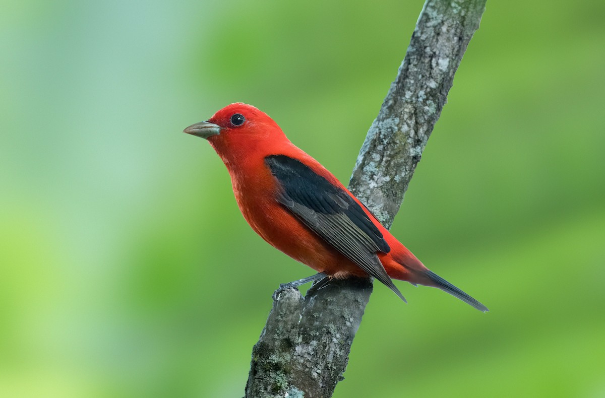 Scarlet Tanager - ML618774768