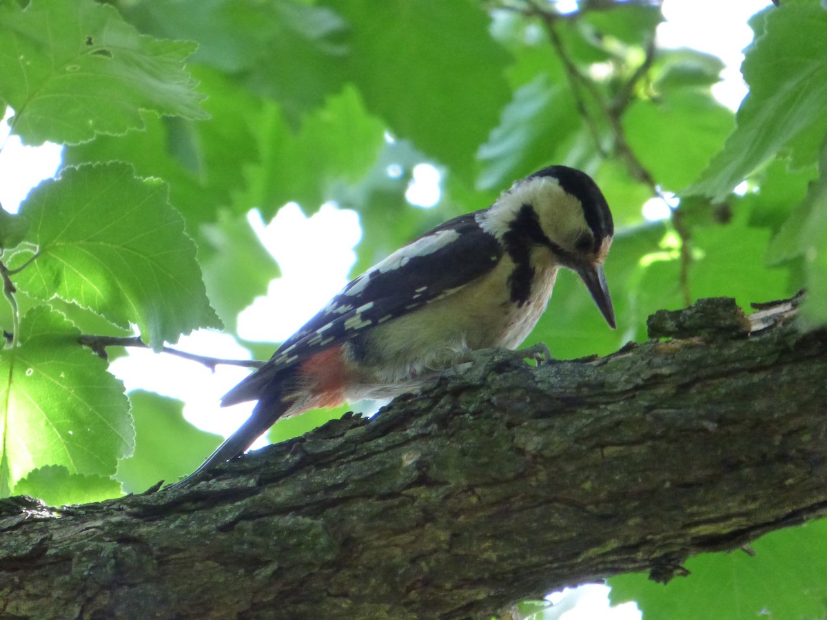 Syrian Woodpecker - ML618774772