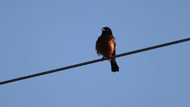 Orchard Oriole - ML618774780