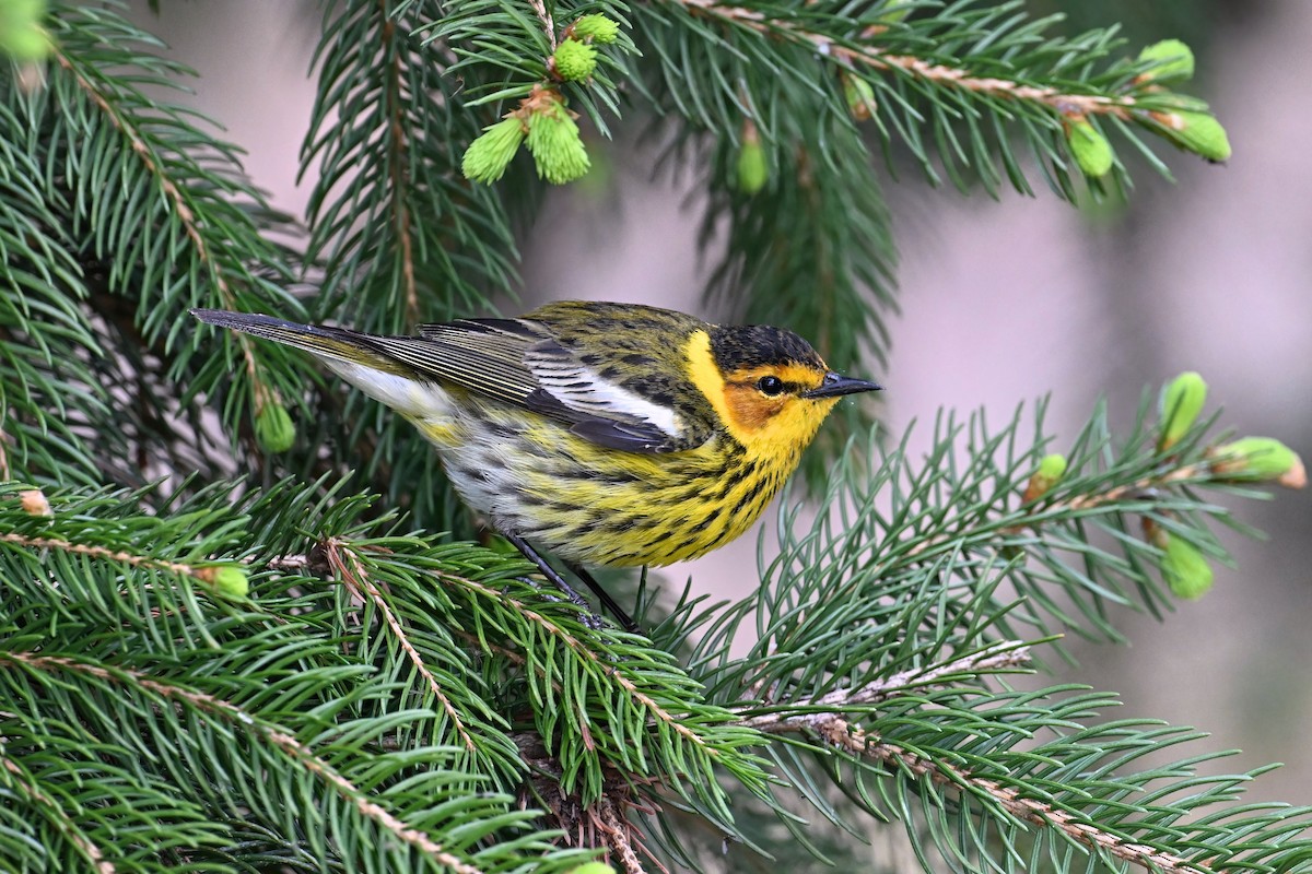 Cape May Warbler - ML618774787
