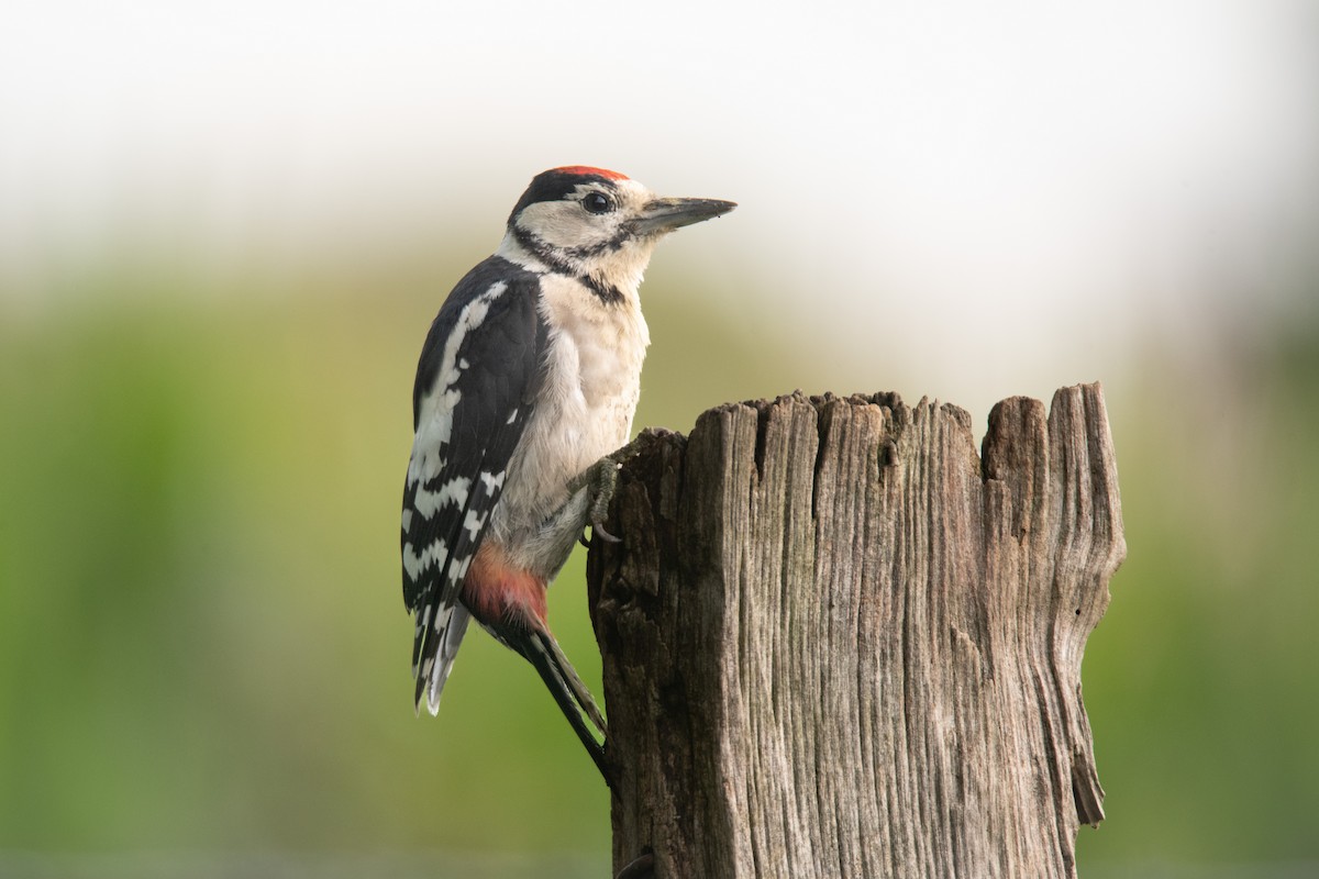 Great Spotted Woodpecker - ML618774792