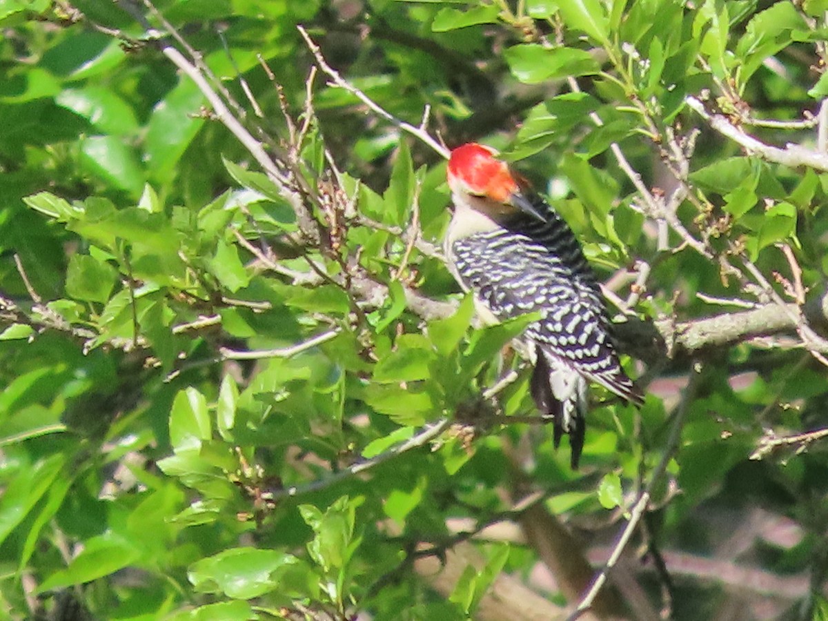 Red-bellied Woodpecker - ML618774793