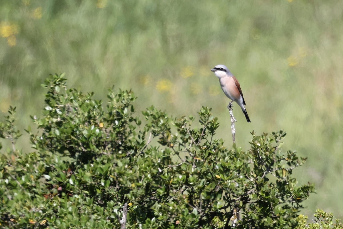 Red-backed Shrike - Anonymous